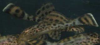 Pterygoplichthys weberi