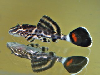 Pterygoplichthys weberi