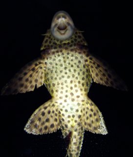 Pterygoplichthys weberi