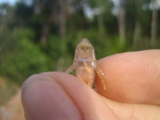 Rhinotocinclus chromodontus