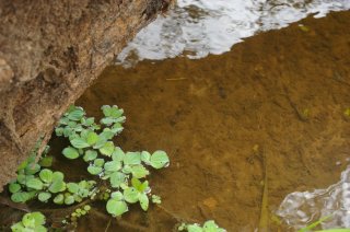 Rineloricaria lanceolata