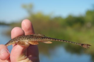 Rineloricaria strigilata