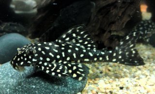 Scobinancistrus cf. pariolispos