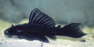 Spectracanthicus immaculatus