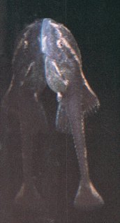 Sturisomatichthys aureus