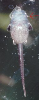 Sturisomatichthys aureus