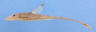 Sturisomatichthys caquetae