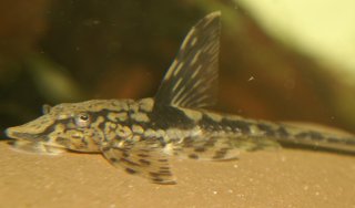 Sturisomatichthys leightoni