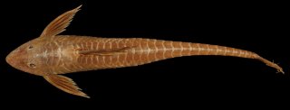 Sturisomatichthys tamanae