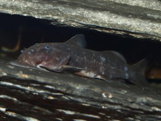 Chiloglanis congicus