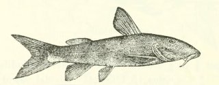 Chiloglanis neumanni