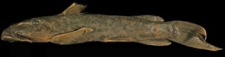 Euchilichthys royauxi