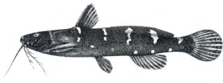 Microsynodontis batesii