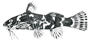 Microsynodontis lamberti