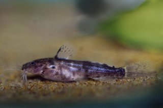 Microsynodontis polli