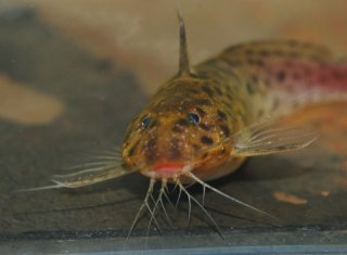 Microsynodontis polli