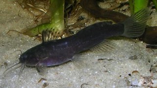 Microsynodontis polli