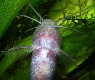 Microsynodontis polli