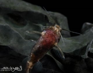 Microsynodontis sp. (1)