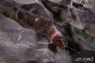 Microsynodontis sp. (1)