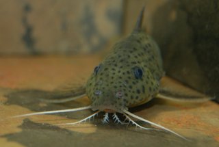 Synodontis acanthomias