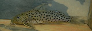 Synodontis acanthomias