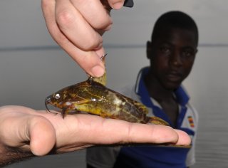 Synodontis afrofischeri