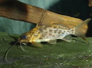 Synodontis alberti