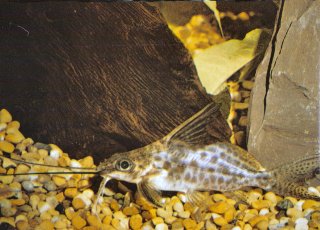 Synodontis alberti