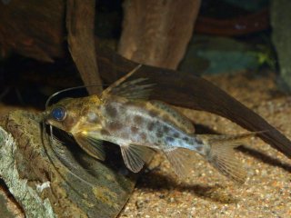 Synodontis alberti