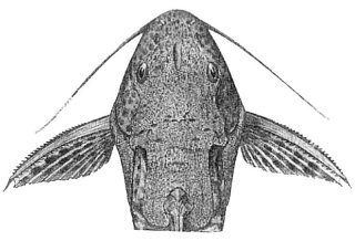 Synodontis albolineatus