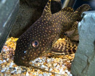 Synodontis angelicus