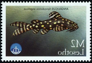 Synodontis angelicus