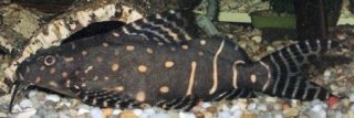 Synodontis angelicus