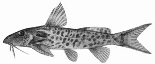 Synodontis bastiani