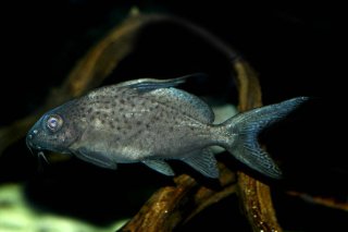 Synodontis batensoda