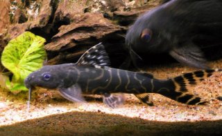 Synodontis brichardi