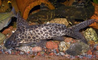 Synodontis camelopardalis