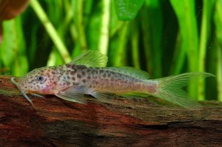 Synodontis caudalis