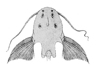Synodontis caudalis