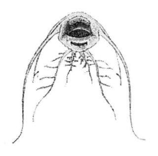 Synodontis caudovittatus