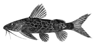 Synodontis centralis