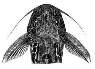 Synodontis centralis