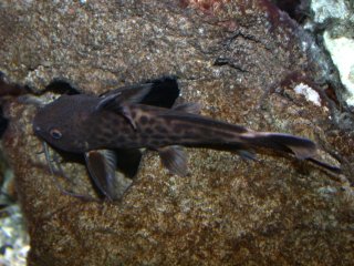 Synodontis cf. polli(1)