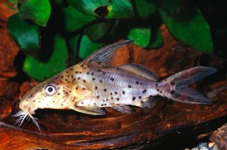 Synodontis clarias