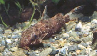 Synodontis contractus