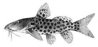 Synodontis courteti