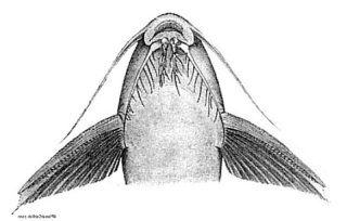 Synodontis cuangoanus