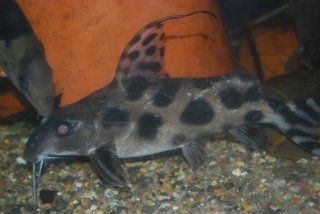 Synodontis decorus