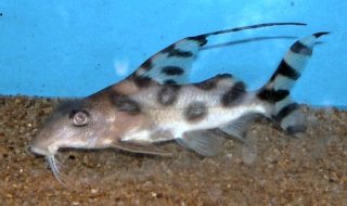 Synodontis decorus